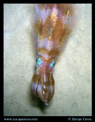 Cuttlefish during a night dive in Beau Vallon - on the is... by Margo Cavis 